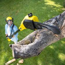 How Our Tree Care Process Works  in Fillmore, CA